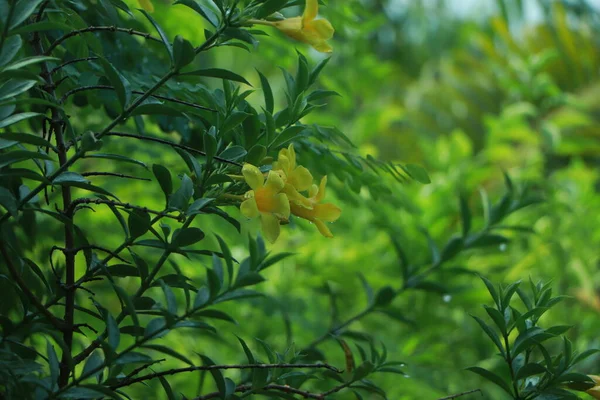 Allamanda 'nın renkli sarı çiçekleri, yaygın allamanda, altın trompet, altın trompet sarmaşığı, sarı çan (Allamanda Cathartica) çiçek bahçesindeki çalılık ağaçta çiçek açıyor.