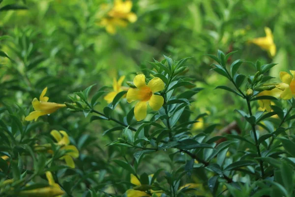 Świeże Żółte Kwiaty Tło Allamanda Wspólna Allamanda Złota Trąbka Żółty — Zdjęcie stockowe