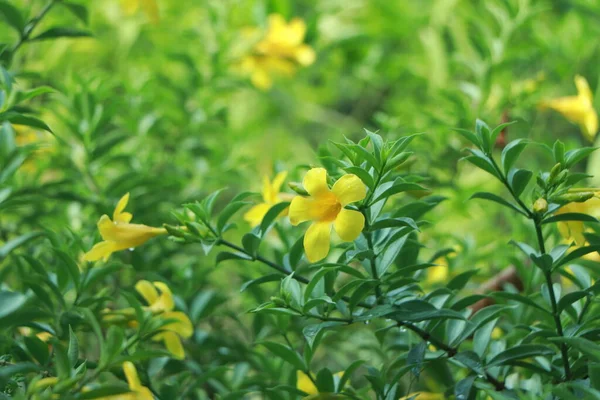 庭の美しい黄色のアラマンダの花 アラマンダまたはアラマンダは アラマンダの花として知られている観賞植物であり 黄金のトランペットの花 黄色の鐘の花 または蝶の花としても知られています — ストック写真