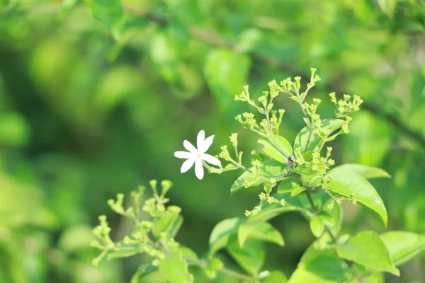 Квітка Жасмину Jasminum Officinale Квітуча Фоном Зеленого Листя — стокове фото