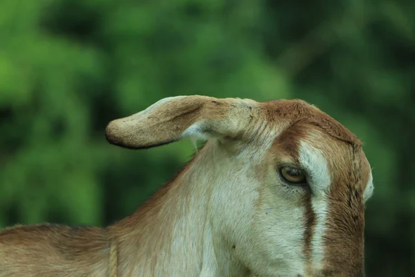 棕色和白色努比亚山羊 长耳朵看相机 — 图库照片