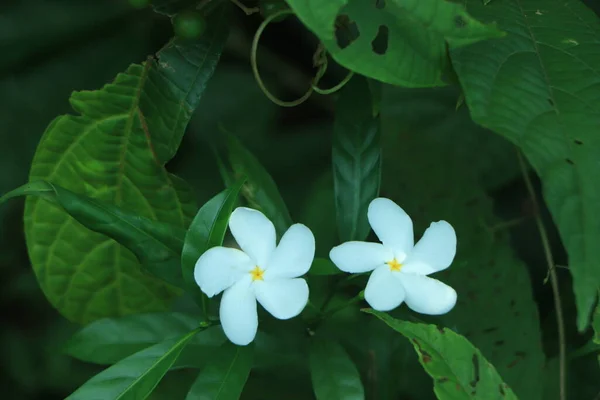 公園や庭の白い岬ジャスミンの花 Jasminum Polyanthum 熱帯緑の葉の自然背景 白Sampaguitaジャスミンまたはアラビアジャスミンのグループ — ストック写真