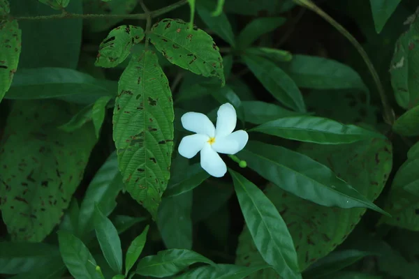 フィリピン共和国のサンパグアイタジャスミンの木 白サンパグアイタジャスミンまたはアラビアジャスミンの花朝の光と花 — ストック写真