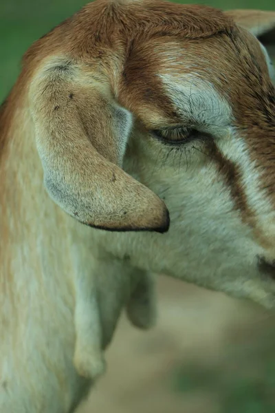 Zbliżenie Brązowej Kozy — Zdjęcie stockowe