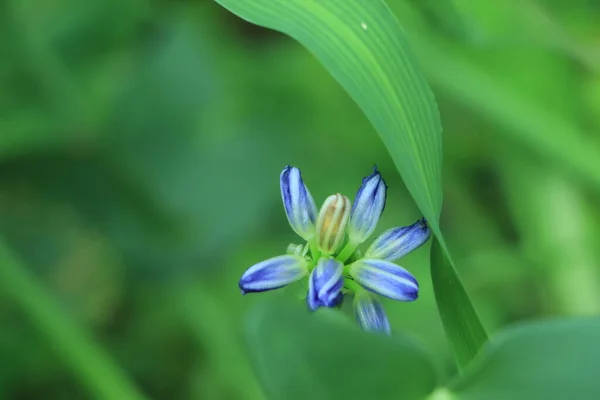 Beautiful Flower Blue Agapanthus Agapanthus Genus Herbaceous Perennials Mostly Bloom — Stock Photo, Image