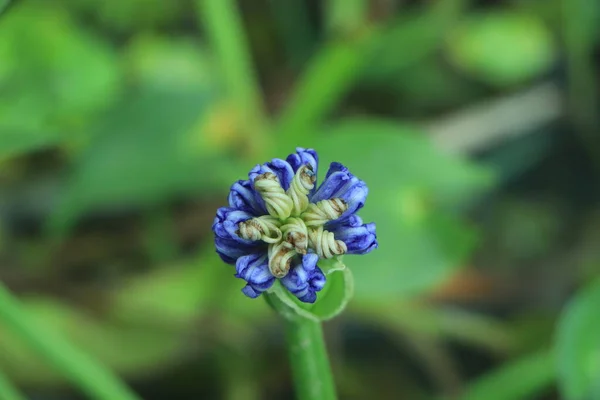 Blue Agapanthus African Lily Close Elegant Garden — Stock Photo, Image