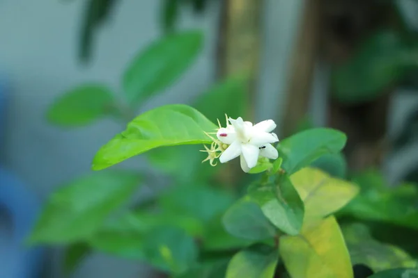白ジャスミンの花弁が重なり タイジャスミン 白八重の花弁ジャスミンの花弁 — ストック写真