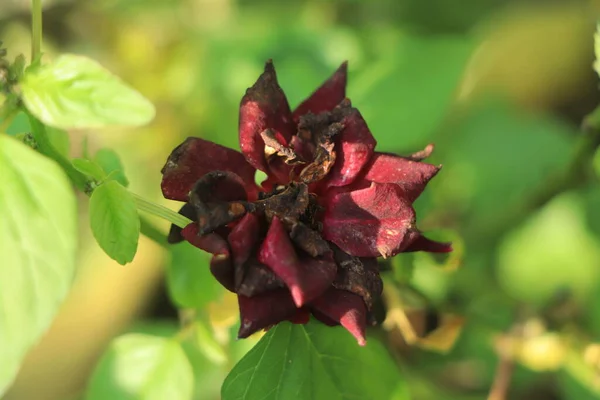 Uma Rosa Vermelha Jardim — Fotografia de Stock