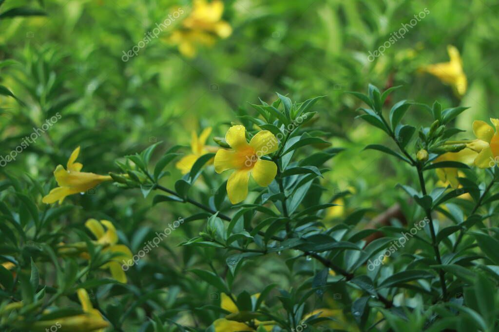 Fondo de flores amarillas frescas de Allamanda, allamanda común