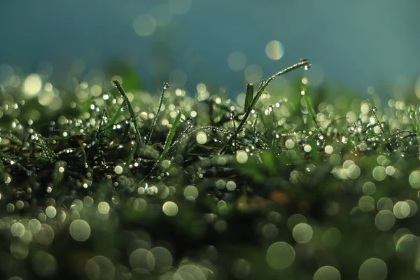 Drops Dew Green Grass — Stock Photo, Image
