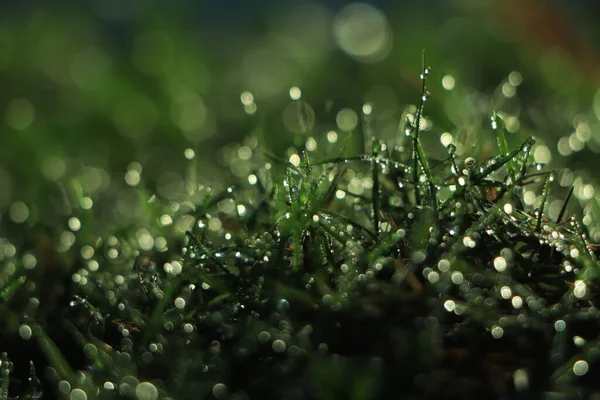 Зеленая Трава Фоне Капель Воды — стоковое фото