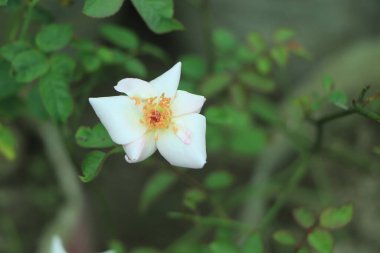 Arka planda yeşil yaprakları olan beyaz bir gül.