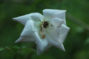 Gül bahçesinde gül rengi beyaz-pembe, eski tarz. Yüksek kalite fotoğraf