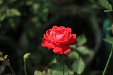 Kırmızı gül doğal ve tatil geçmişi