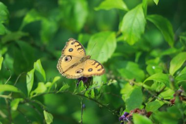 Parlak, turuncu bir hükümdar (danaus plexippus) yeşil yapraklarla bir kelebek ot bitkisini (asclepias tuberosa) döller.