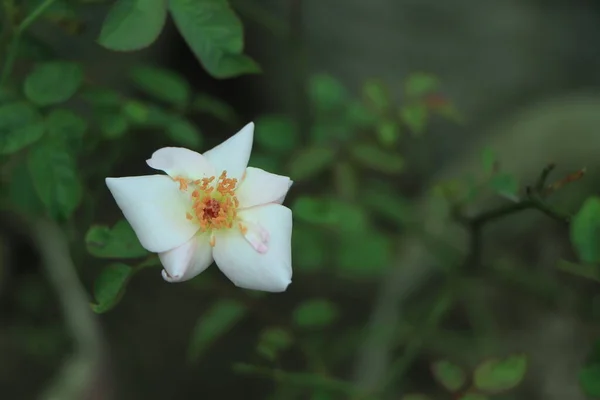 白花在孟加拉国的一个花园绽放 — 图库照片