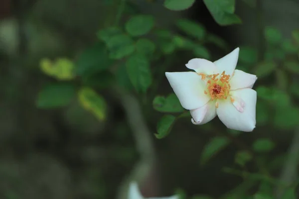 Bílá Kvetoucí Květina Kopírovacím Prostorem Nebo Záporným Prostorem — Stock fotografie