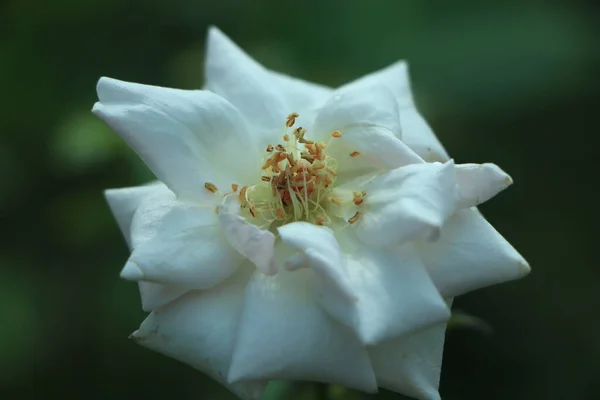 Beyaz Bir Gülün Yapraklarındaki Çiğ Tanesi Yazlık Evde Taze Çiçekler — Stok fotoğraf