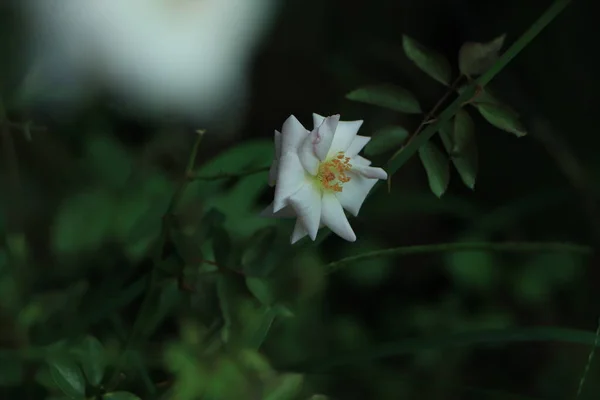 Krásné Bílé Růže Kvetoucí Zahradě — Stock fotografie