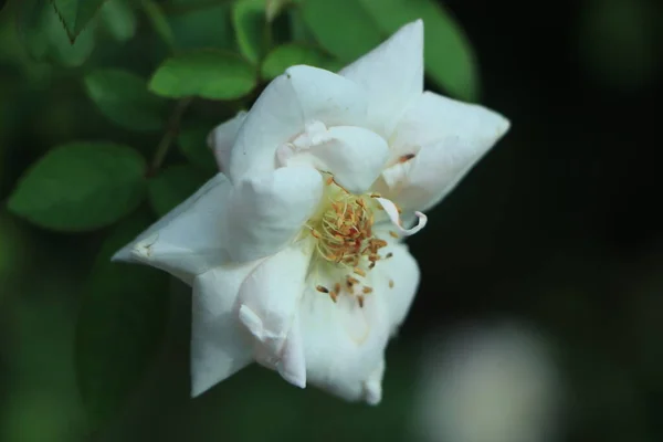 Λευκός Τριανταφυλλιός Κοντά Ανθισμένο Φυτό Κήπου Κάτω Από Φως Του — Φωτογραφία Αρχείου