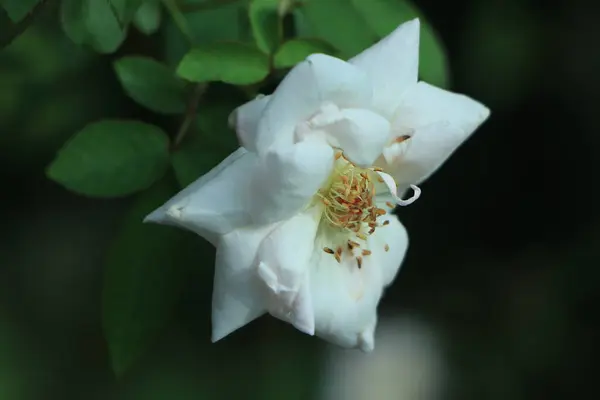 庭に緑の葉を持つ白いバラの花 — ストック写真