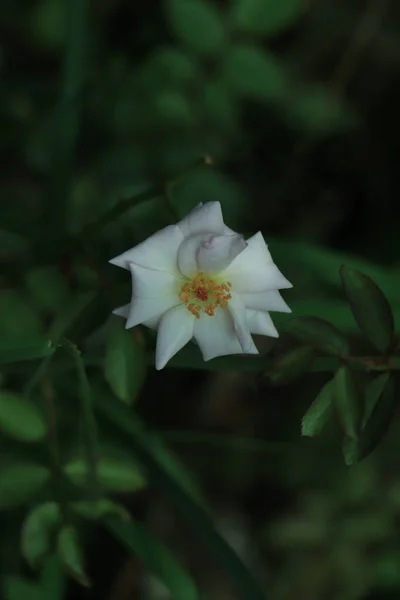 美丽的白玫瑰在花园里绽放 — 图库照片