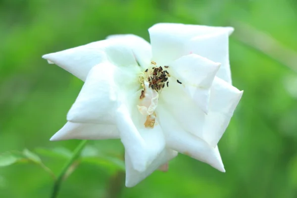 Çalı Beyaz Çiçek Gül Yetiştiriyorum Bir Sürü Güzel Çiçek Açan — Stok fotoğraf