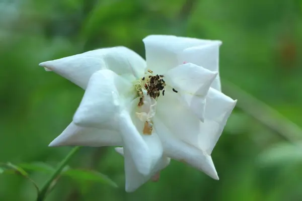 Primeros Planos Rosa Blanca Rosa Blanca Única Floreciendo Jardín —  Fotos de Stock