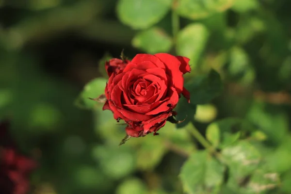 Classic Red Rose Full Bloom — Stock Photo, Image