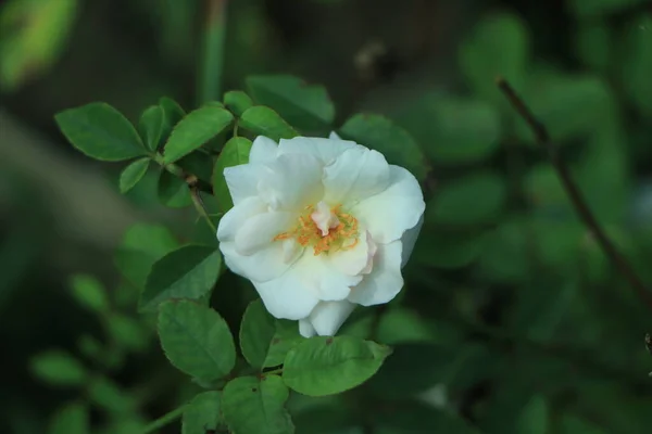 背景上有黄色花粉和绿叶的单瓣白玫瑰 — 图库照片