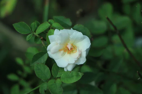 Biała Róża Kwitnąca Ogrodzie — Zdjęcie stockowe