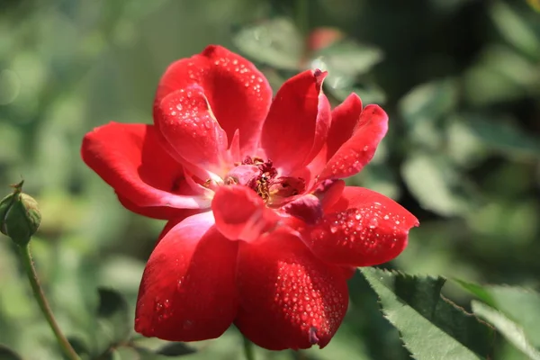 stock image red rose and raindrops, elegant shape and shining drops