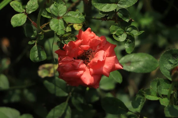 花园灌木丛中的红玫瑰 — 图库照片