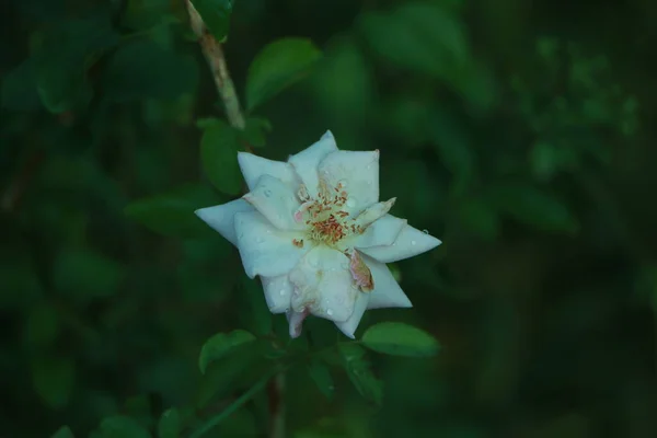 Bahçede Büyüyen Beyaz Gül Koyu Yeşil Arka Planı Olan Beyaz — Stok fotoğraf