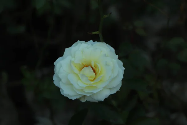 绽放的英伦玫瑰在花园里阳光明媚的日子 奥斯汀玫瑰番红花玫瑰 — 图库照片
