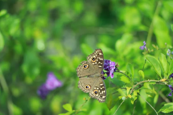 Macro Foto Una Bellissima Farfalla Con Ampie Ali Multicolori Rosse — Foto Stock