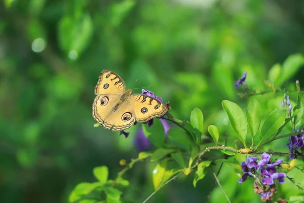 Chiuso Farfalla Fiore Sfocatura Sfondo Fiore — Foto Stock