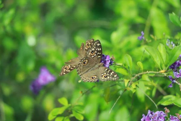 Bella Farfalla Monarca Che Impollina Fiore — Foto Stock
