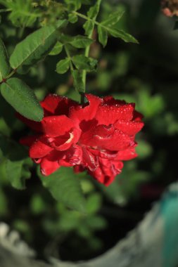 Bahçedeki kırmızı gülün üzerine su damlası