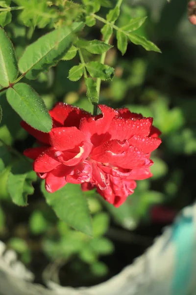 Červená Růže Kapkou Vody Kvetoucí Zahradě — Stock fotografie