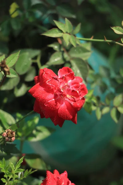 緑の背景を持つ赤いバラ — ストック写真