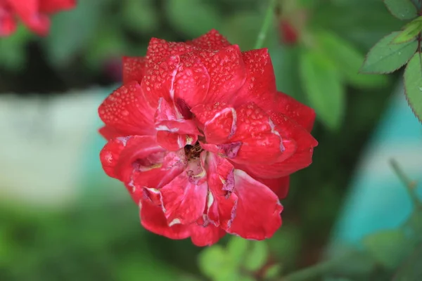 Hermosa Rosa Roja Que Tiene Gota Agua Floreciendo Jardín — Foto de Stock