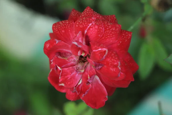Капля Воды Красной Розе Саду — стоковое фото