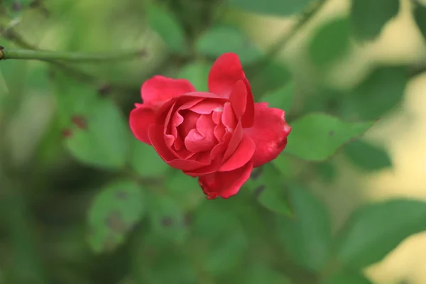 stock image Small red rose buds growing to a big rose