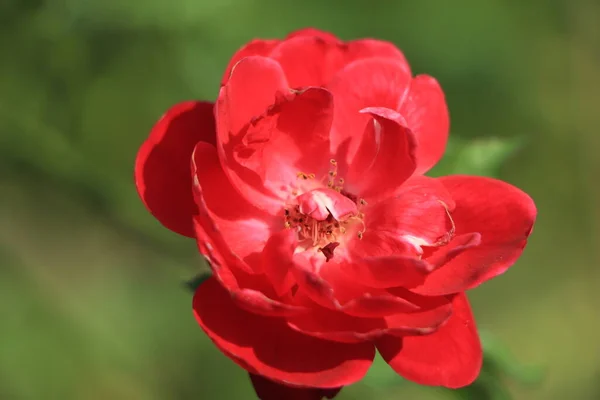 Свежая Красная Роза Саду — стоковое фото