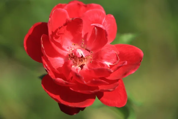 Красная Роза Красная Роза Саду — стоковое фото