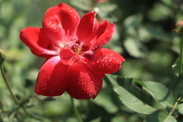 Красная Роза Каплей Воды Зеленый Фон — стоковое фото