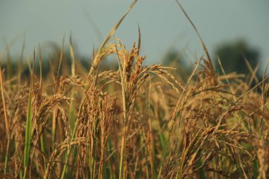 Pirinç tarlasında pirinç artışı