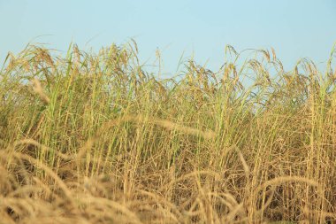 Olgun pirinç tarlası ve gökyüzü arkaplanı gün batımında güneş ışınlarıyla