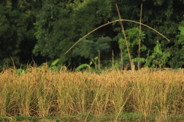 Altın olgun pirinç tarlada ve kesmeye hazır.